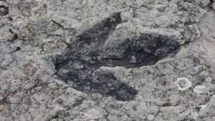 El mejor sitio paleontológico de Europa, paleontólogos hallan la huella intacta de un dinosaurio, huellas de dinosaurio, mejores yacimientos de dinosaurios.