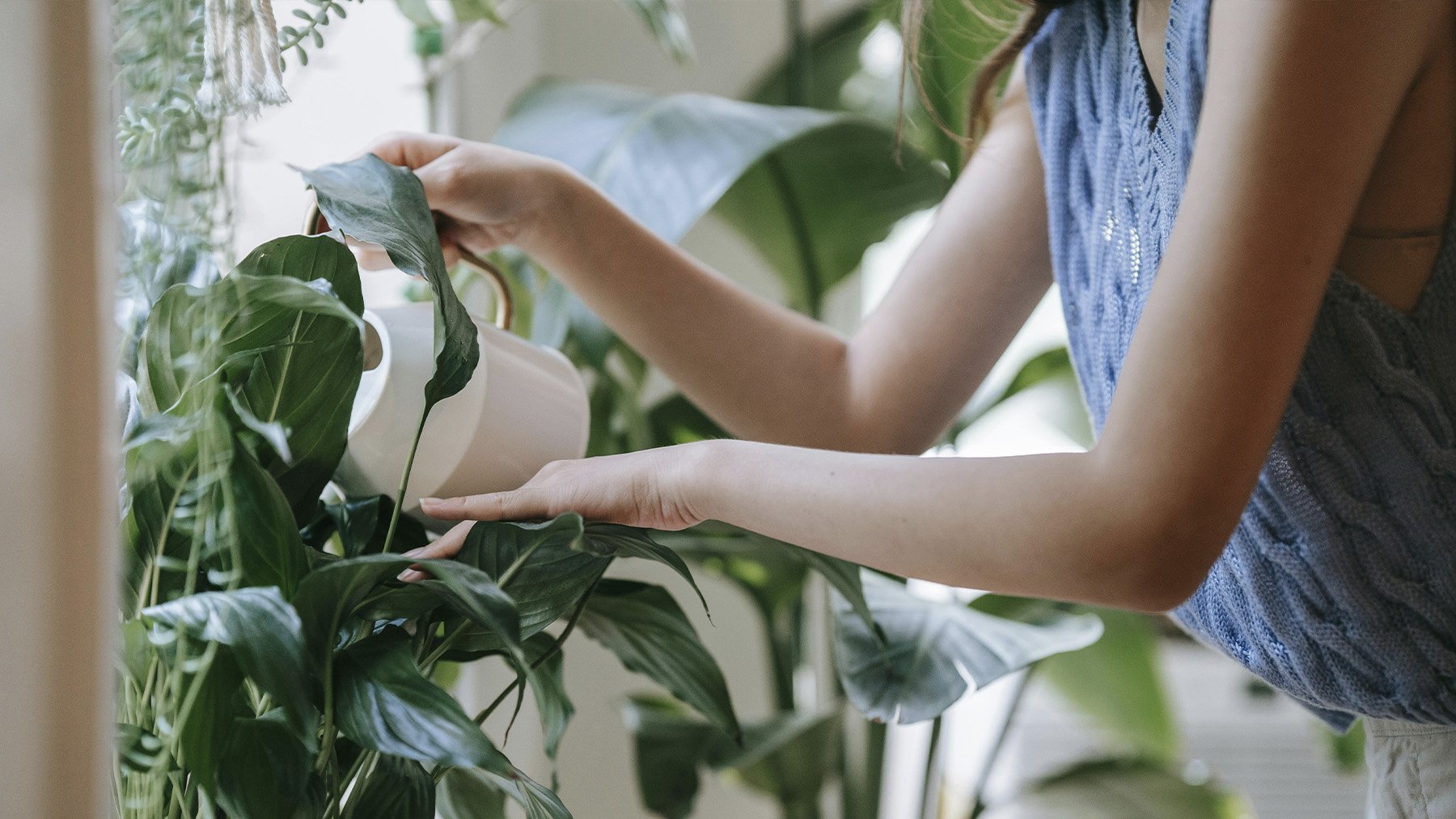 Mujer regando plantas. Foto: Pexels.