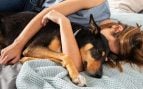 Perro, animales, mascotas