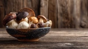 Boletus