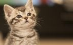 Gato