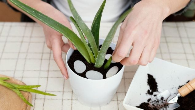 Aloe, planta, naturaleza