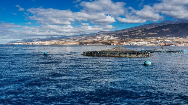 bienestar peces acuicultura