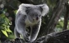 Koala, animales, ciencia