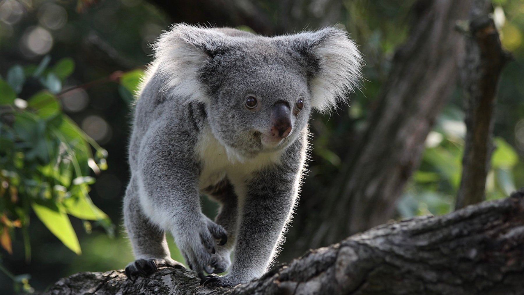 Koala. Imagen: Till Niermann.
