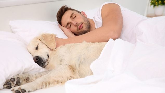 Dormir con el perro