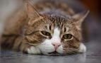 Gato