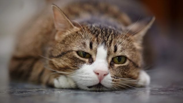 Gato