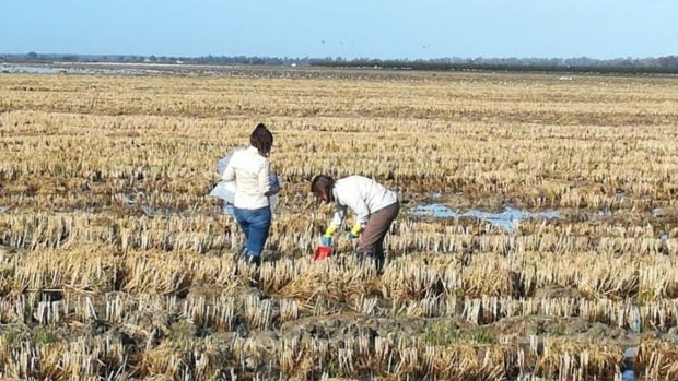 Agricultores arroz Doñana