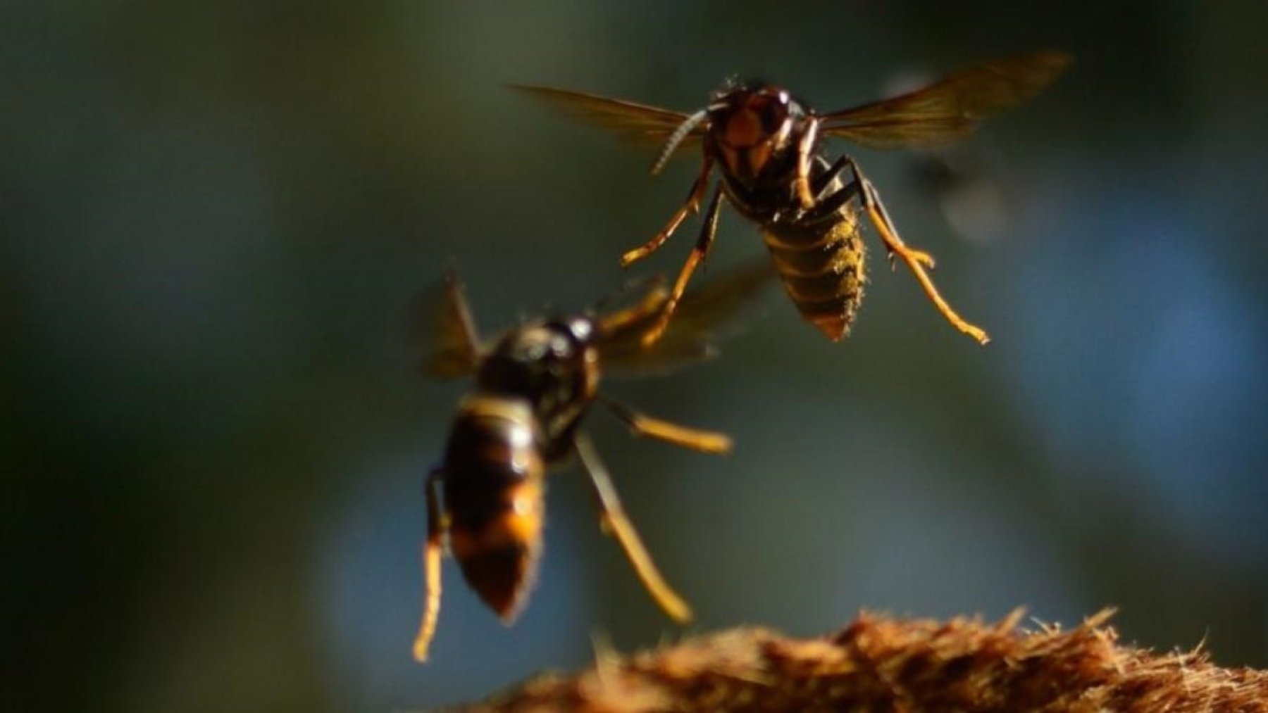 Avispas velutinas. (EP)