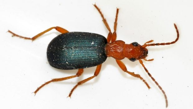 animales que son armas letales vivientes: escarabajo bombardero
