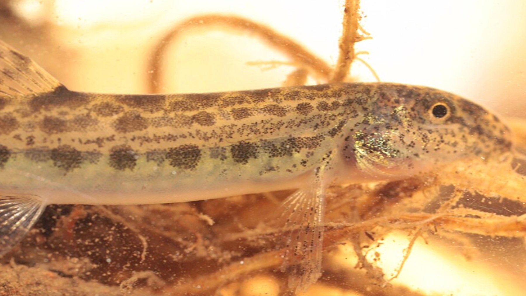 Te lo encuentras en cualquier río, pero es una valiosa especie endémica en España y amenazada por peces invasores