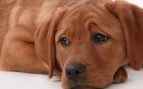 Los perros lloran de emoción