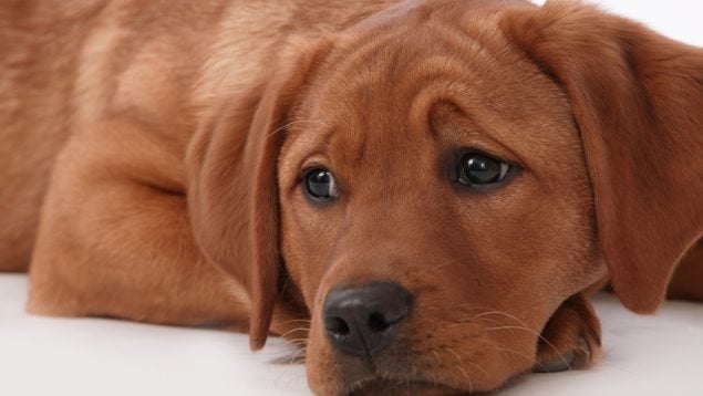 Los perros lloran de emoción