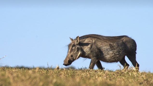 Jabalí, animales, caza