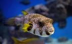 Pez globo nadando. Cuando se ve atacado, este sorprendente animal se defiende hinchándose y empleando una potente neurotoxina.