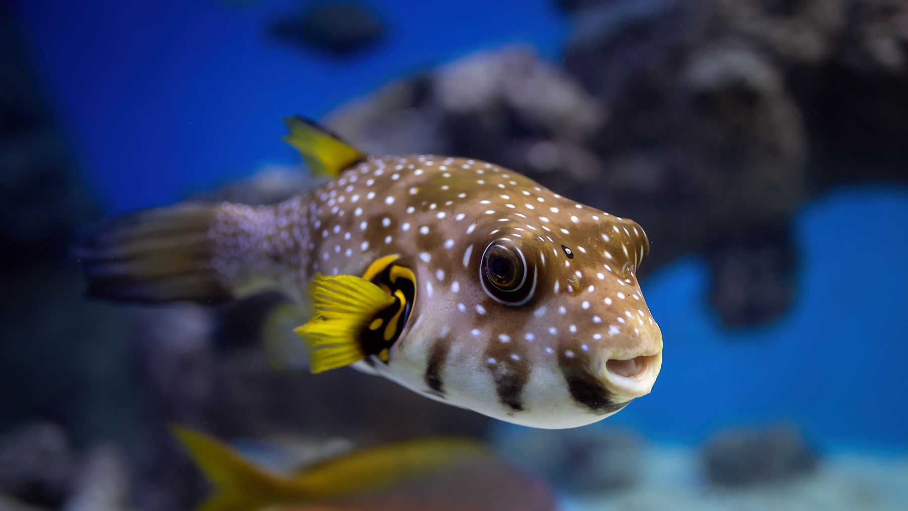 Pez globo nadando. Cuando se ve atacado, este sorprendente animal se defiende hinchándose y empleando una potente neurotoxina.