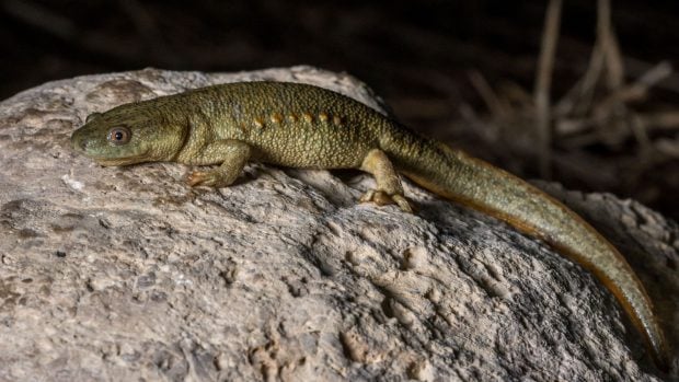 animales que son armas letales vivientes: trit&oacute;n ib&eacute;rico