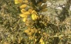 Ulex europaeus L, planta, especie invasora, Canarias