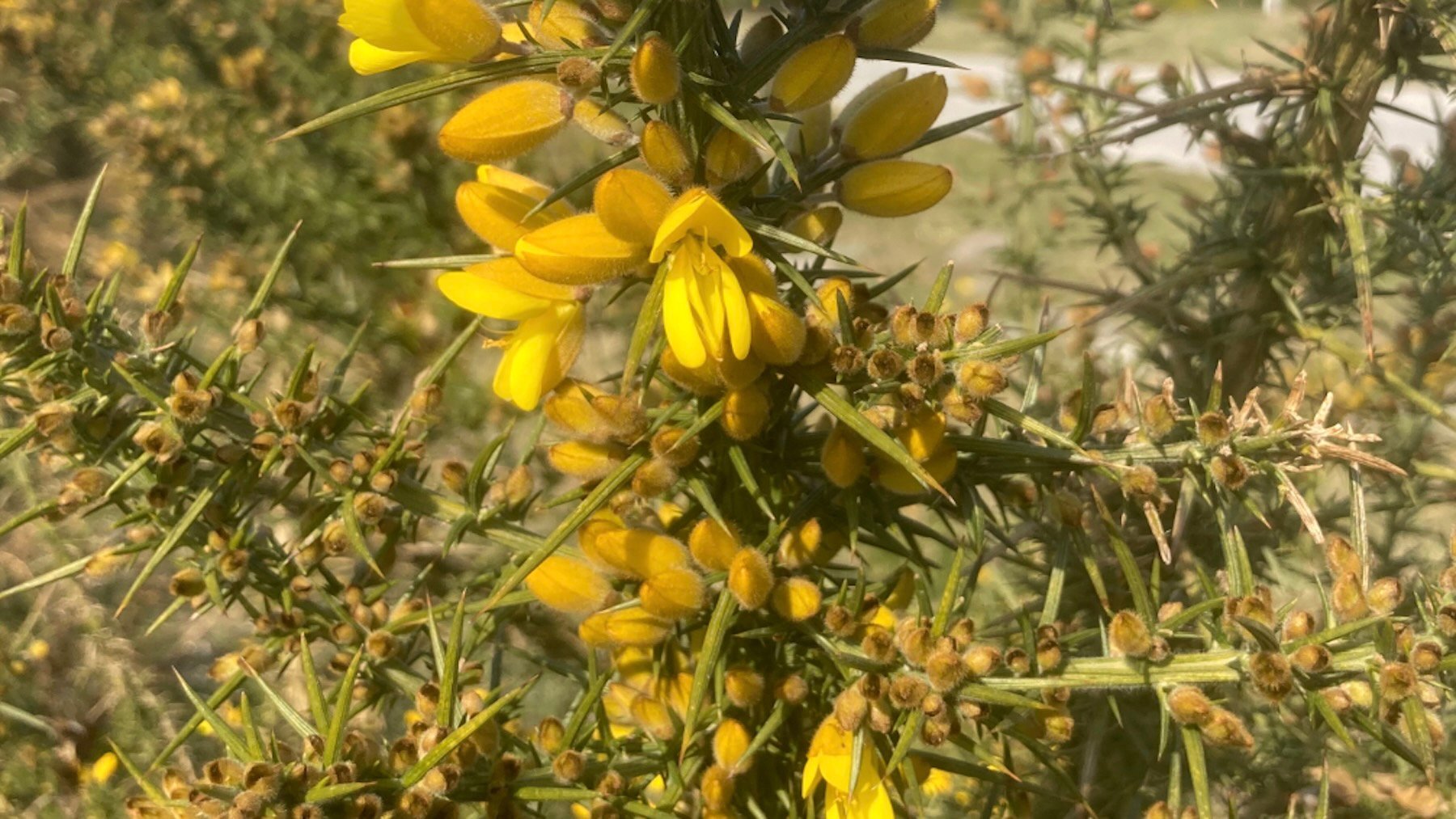 Ulex europaeus L. Imagen: Ahospers.