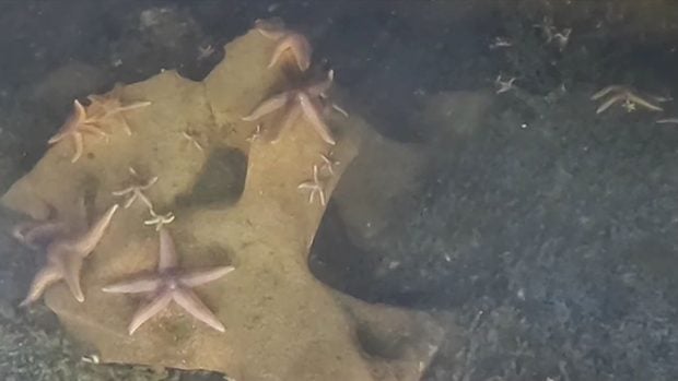 Estrellas de mar. (Foto: A. Vdenin/Departamento de Investigaci&oacute;n Marina, Wilhelmshaven, Alemania).