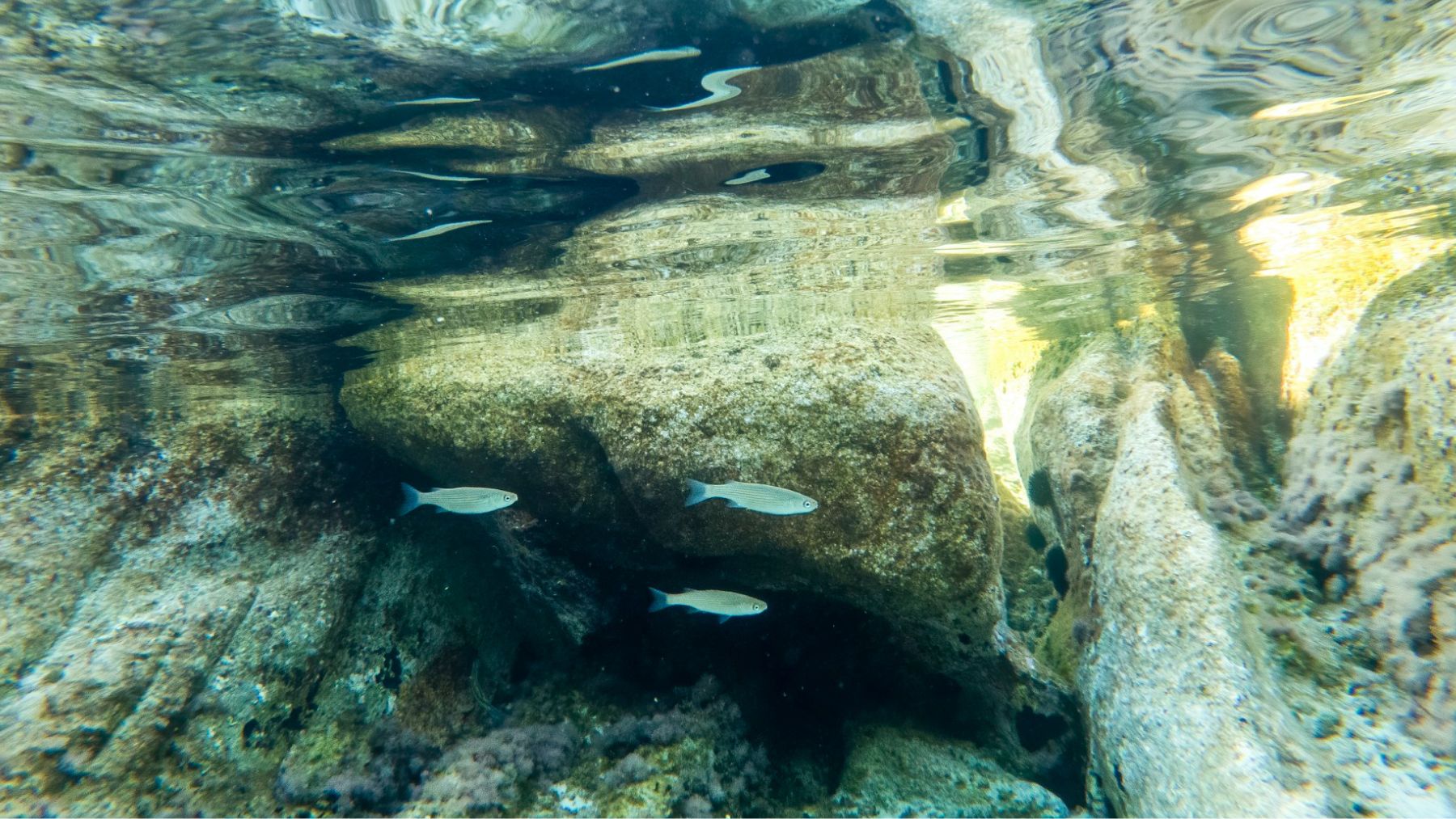 Hallazgo inquietante bajo el mar: detectan las primeras fallas cerca de España que pueden acarrear terremotos