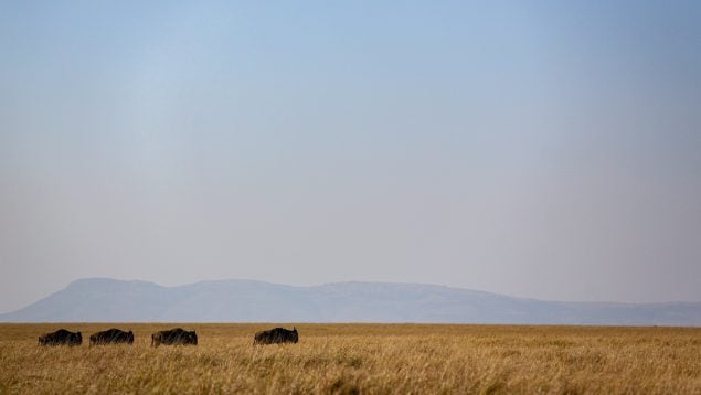 Masái Mara, Kenia