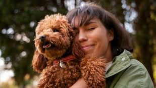 Perros, animales, mascotas