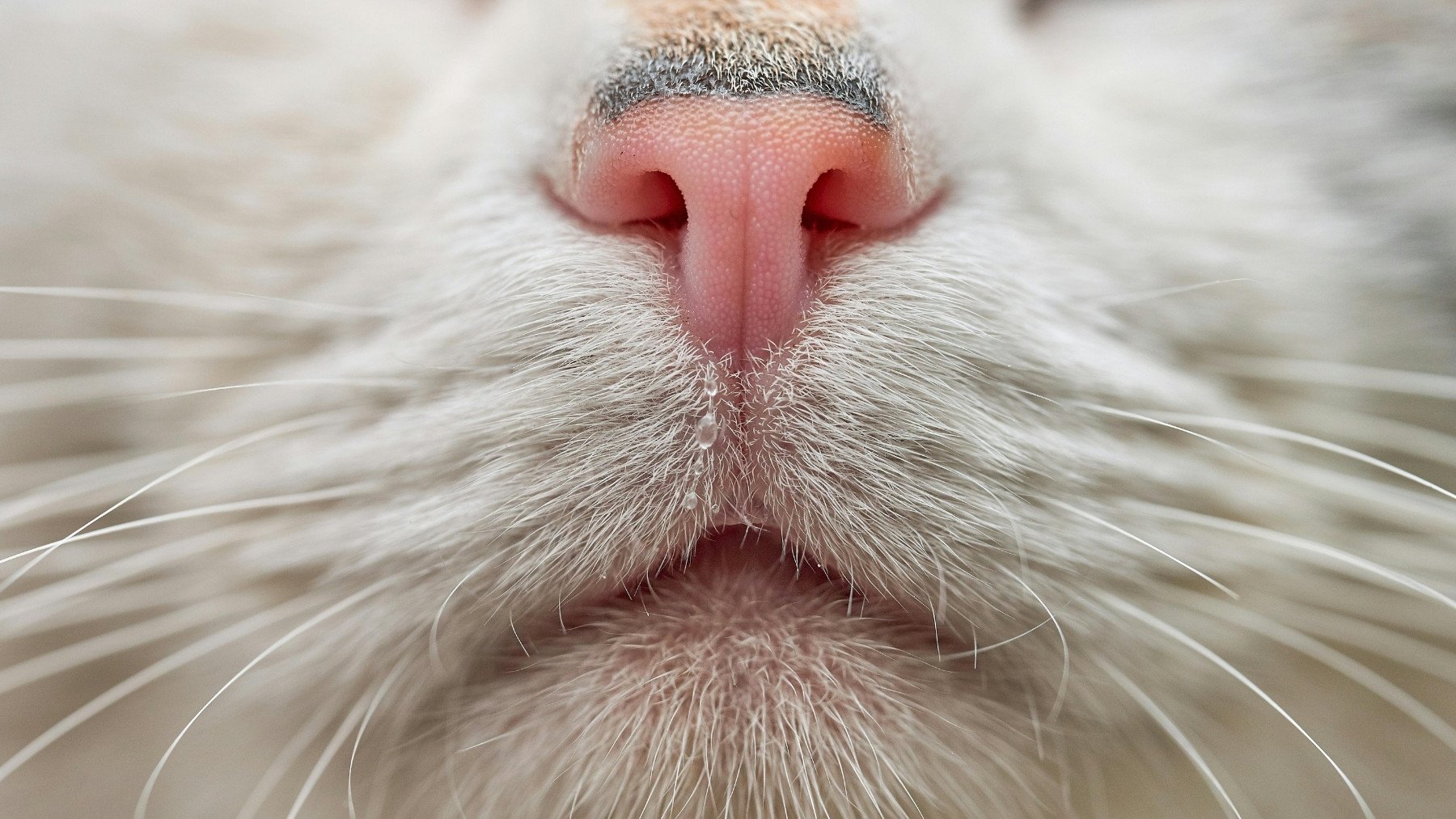 Si ves que el bigote de tu gato está así, corre al veterinario: puede ser una mala señal