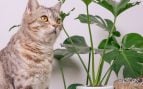 Plantas y gatos