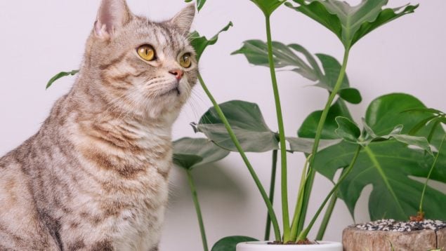 Plantas y gatos