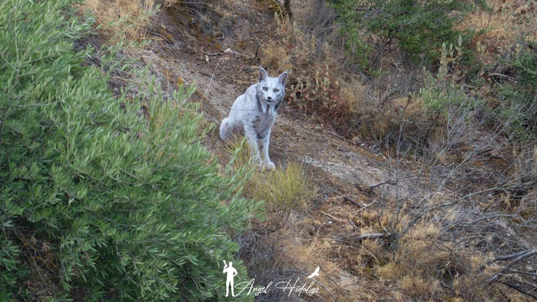 El lince ibérico leucístico fotografiado por Ángel Hidalgo.