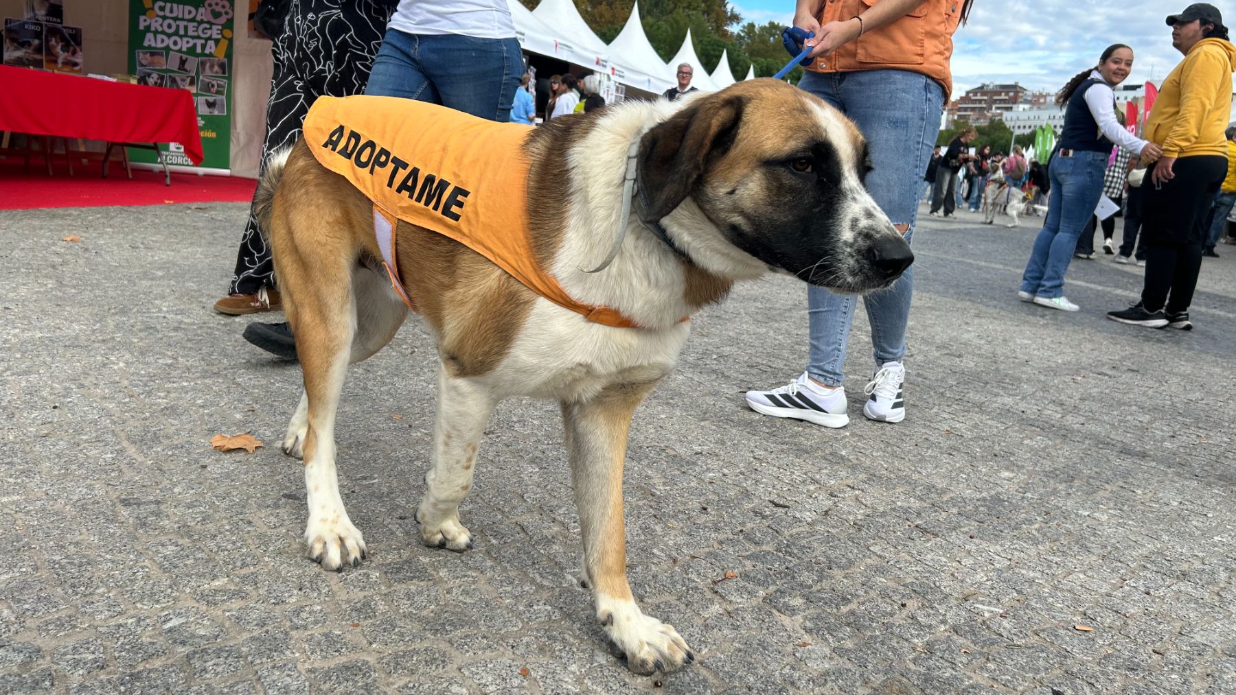 La Consejería de Medio Ambiente, Agricultura e Interior celebra eventos, jornadas de puertas abiertas y ferias para potenciar la tenencia responsable. (Foto: Comunidad de Madrid).