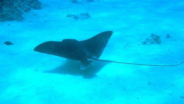 Manta raya bucea en las profundidades, manta raya, descubrimiento científico de la manta raya, hallazgo científico de la manta raya, cómo es la manta raya, manta rayas y modo de nado.