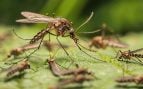 Mosquitos, insectos, Islandia, naturaleza