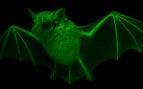 Descubren un murciélago que brilla en la oscuridad, murciélagos brillantes, hallazgo científico sobre los murciélagos, murciélagos más increíbles.