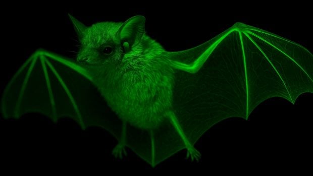 Descubren un murci&eacute;lago que brilla en la oscuridad, murci&eacute;lagos brillantes, hallazgo cient&iacute;fico sobre los murci&eacute;lagos, murci&eacute;lagos m&aacute;s incre&iacute;bles.