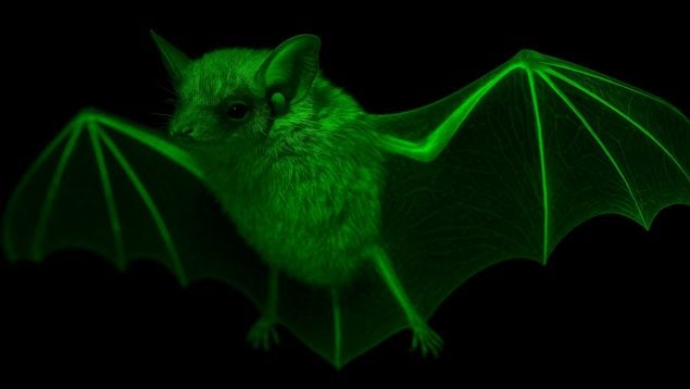 Descubren un murciélago que brilla en la oscuridad, murciélagos brillantes, hallazgo científico sobre los murciélagos, murciélagos más increíbles.