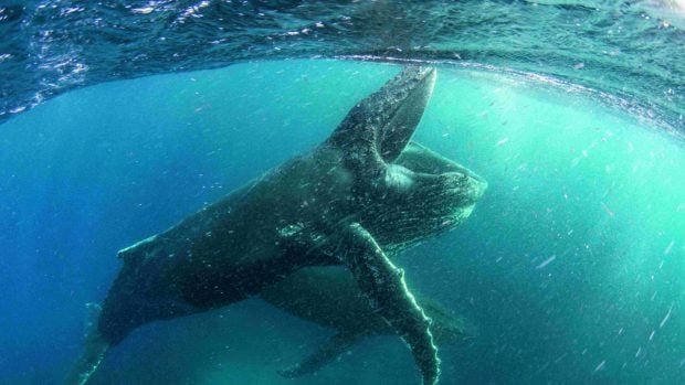 mejor valorado Netflix documental