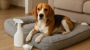 Perro, animales, mascotas, limpieza