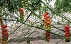 injertos para tomates y reducir el consumo de agua, descubrimiento científico español para consumir menos recursos hídricos en agricultura, cambio climático y agricultura, cómo mejorar cultivo de tomates en España, recursos hídricos, ciencia y cambio climático.