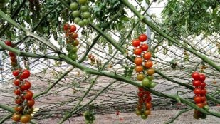 injertos para tomates y reducir el consumo de agua, descubrimiento científico español para consumir menos recursos hídricos en agricultura, cambio climático y agricultura, cómo mejorar cultivo de tomates en España, recursos hídricos, ciencia y cambio climático.