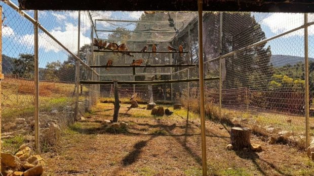 jaula milanos reales