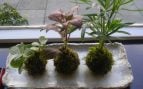 Kokedama, plantas, decoración