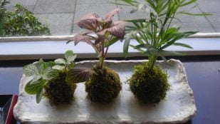 Kokedama, plantas, decoración