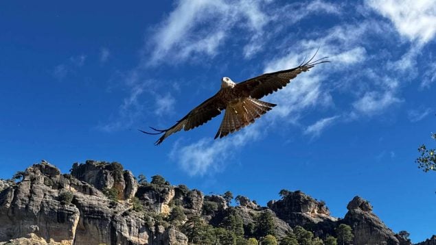 milanos reales andalucía