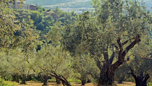 Agricultores cordobeses se quejan de la tala de olivos centenarios, olivos centenarios en Andalucía, olivos andaluces, denuncian tala de olivos en Córdoba.