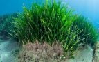 Plantas de posidonia