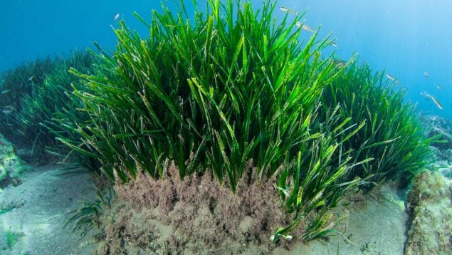 Plantas de posidonia
