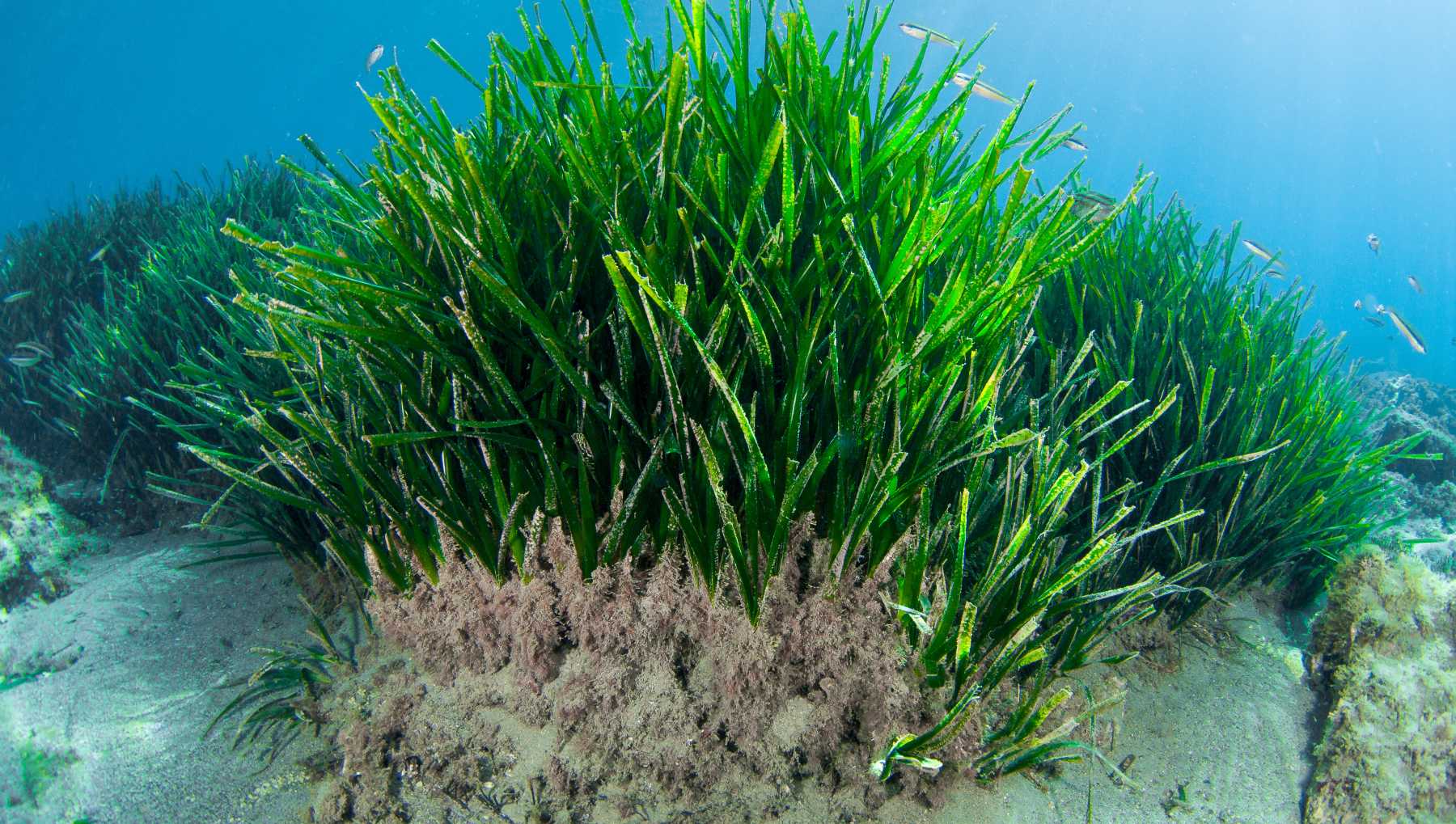 Posidonia oceánica.